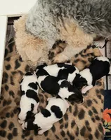 Lani, a female Wire Fox Terrier for sale in Bloomfield, IA – Photo 8 of 8