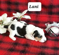 Lani, a female Wire Fox Terrier for sale in Bloomfield, IA – Photo 2 of 8