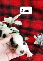 Lani, a female Wire Fox Terrier for sale in Bloomfield, IA – Photo 3 of 8