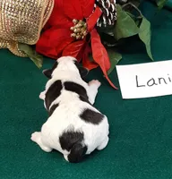 Lani, a female Wire Fox Terrier for sale in Bloomfield, IA – Photo 7 of 8