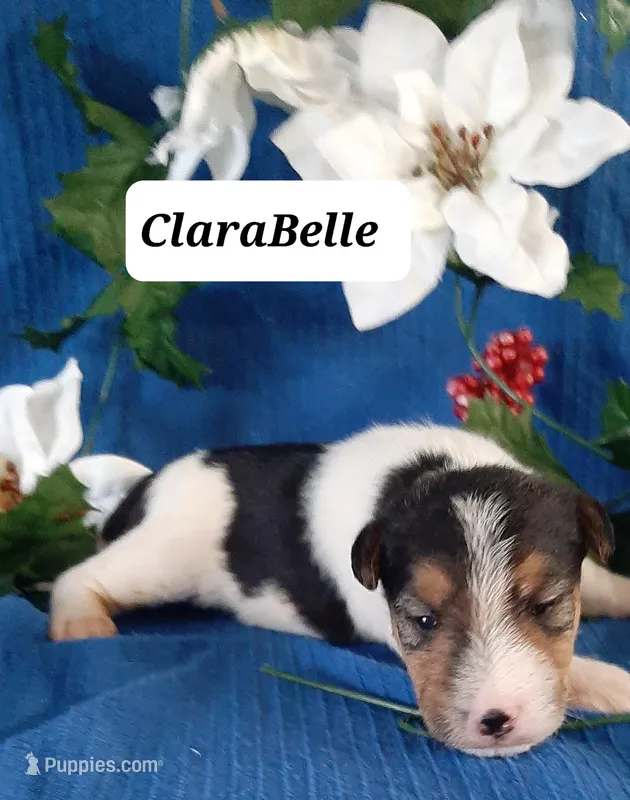ClaraBelle, a female Wire Fox Terrier for sale in Bloomfield, IA – Photo 1 of 7