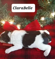 ClaraBelle, a female Wire Fox Terrier for sale in Bloomfield, IA – Photo 5 of 7