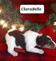 ClaraBelle, a female Wire Fox Terrier for sale in Bloomfield, IA – Photo 6 of 7