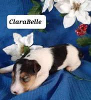 ClaraBelle, a female Wire Fox Terrier for sale in Bloomfield, IA – Photo 3 of 7