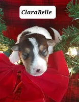 ClaraBelle, a female Wire Fox Terrier for sale in Bloomfield, IA – Photo 4 of 7