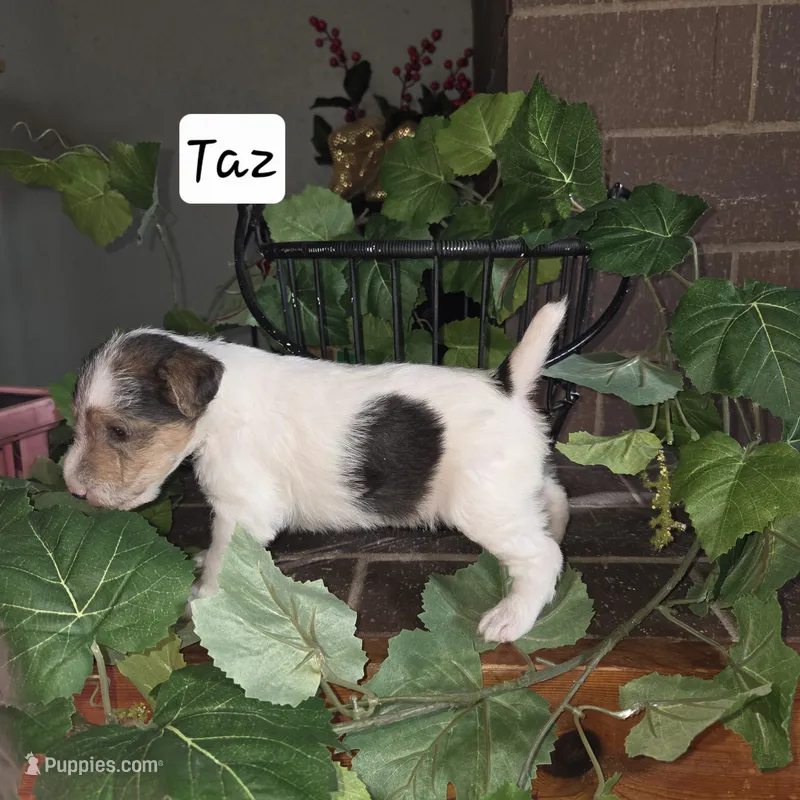 Taz