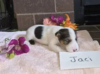 Jaci, a female Wire Fox Terrier for sale in Bloomfield, IA – 1 of 5