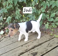 Jodi, a female Wire Fox Terrier for sale in Bloomfield, IA – 5 of 10