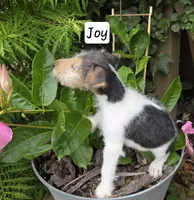 Joy, a female Wire Fox Terrier for sale in Bloomfield, IA – 4 of 10