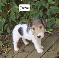 June, a female Wire Fox Terrier for sale in Bloomfield, IA – 6 of 10