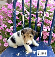 June, a female Wire Fox Terrier for sale in Bloomfield, IA – 5 of 6