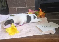 Jaci, a female Wire Fox Terrier for sale in Bloomfield, IA – 4 of 5