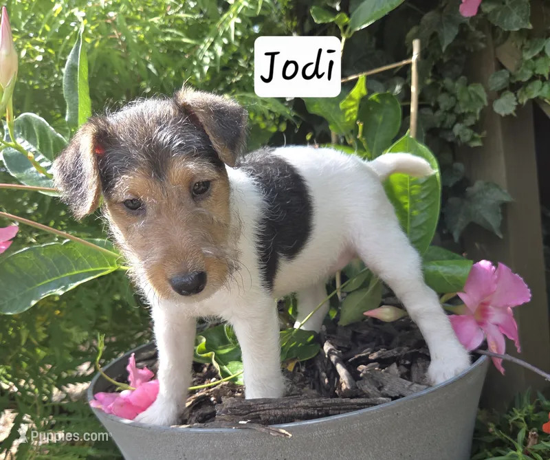 Jodi – Wire Fox Terrier puppy for sale in Bloomfield, IA