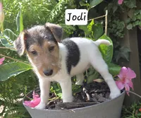 Jodi, a female Wire Fox Terrier for sale in Bloomfield, IA – 1 of 10