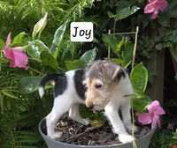 Joy, a female Wire Fox Terrier for sale in Bloomfield, IA – 10 of 10