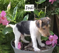 Jodi, a female Wire Fox Terrier for sale in Bloomfield, IA – 8 of 10
