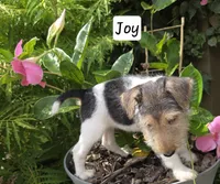 Joy, a female Wire Fox Terrier for sale in Bloomfield, IA – 6 of 10