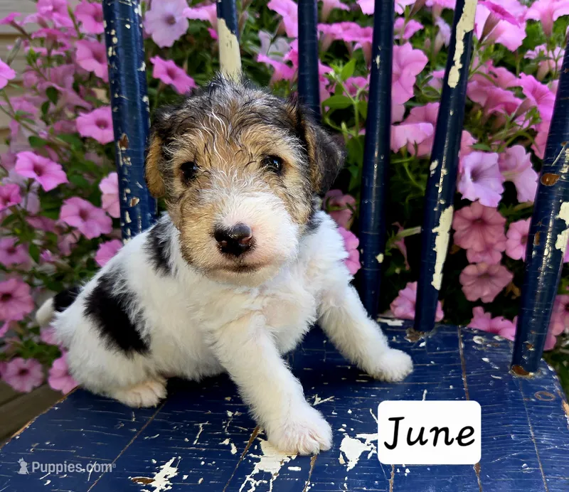 June – Wire Fox Terrier puppy for sale in Bloomfield, IA