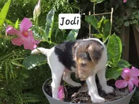 Jodi, a female Wire Fox Terrier for sale in Bloomfield, IA – 3 of 10