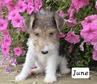 June, a female Wire Fox Terrier for sale in Bloomfield, IA – 7 of 10