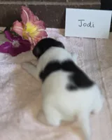 Jodi, a female Wire Fox Terrier for sale in Bloomfield, IA – 3 of 6