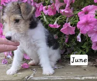 June, a female Wire Fox Terrier for sale in Bloomfield, IA – 9 of 10