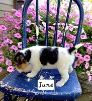 June, a female Wire Fox Terrier for sale in Bloomfield, IA – 3 of 6