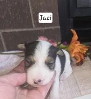 Jaci, a female Wire Fox Terrier for sale in Bloomfield, IA – 5 of 5