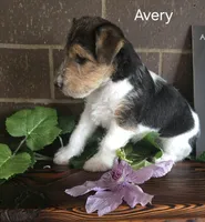 Avery, a female Wire Fox Terrier for sale in Bloomfield, IA – Photo 4 of 10