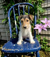 Avery, a female Wire Fox Terrier for sale in Bloomfield, IA – Photo 3 of 10
