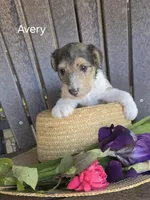 Avery, a female Wire Fox Terrier for sale in Bloomfield, IA – Photo 10 of 10