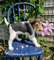 Avery, a female Wire Fox Terrier for sale in Bloomfield, IA – Photo 2 of 10