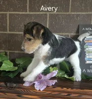 Avery, a female Wire Fox Terrier for sale in Bloomfield, IA – Photo 5 of 10