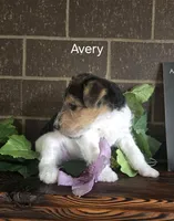 Avery, a female Wire Fox Terrier for sale in Bloomfield, IA – Photo 6 of 10