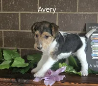 Avery, a female Wire Fox Terrier for sale in Bloomfield, IA – Photo 9 of 10
