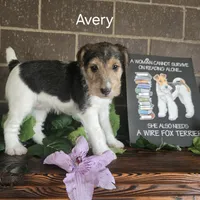Avery, a female Wire Fox Terrier for sale in Bloomfield, IA – Photo 8 of 10