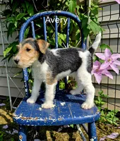 Avery, a female Wire Fox Terrier for sale in Bloomfield, IA – Photo 1 of 10