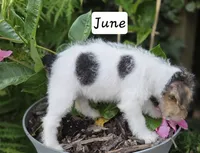 June, a female Wire Fox Terrier for sale in Bloomfield, IA – 5 of 10
