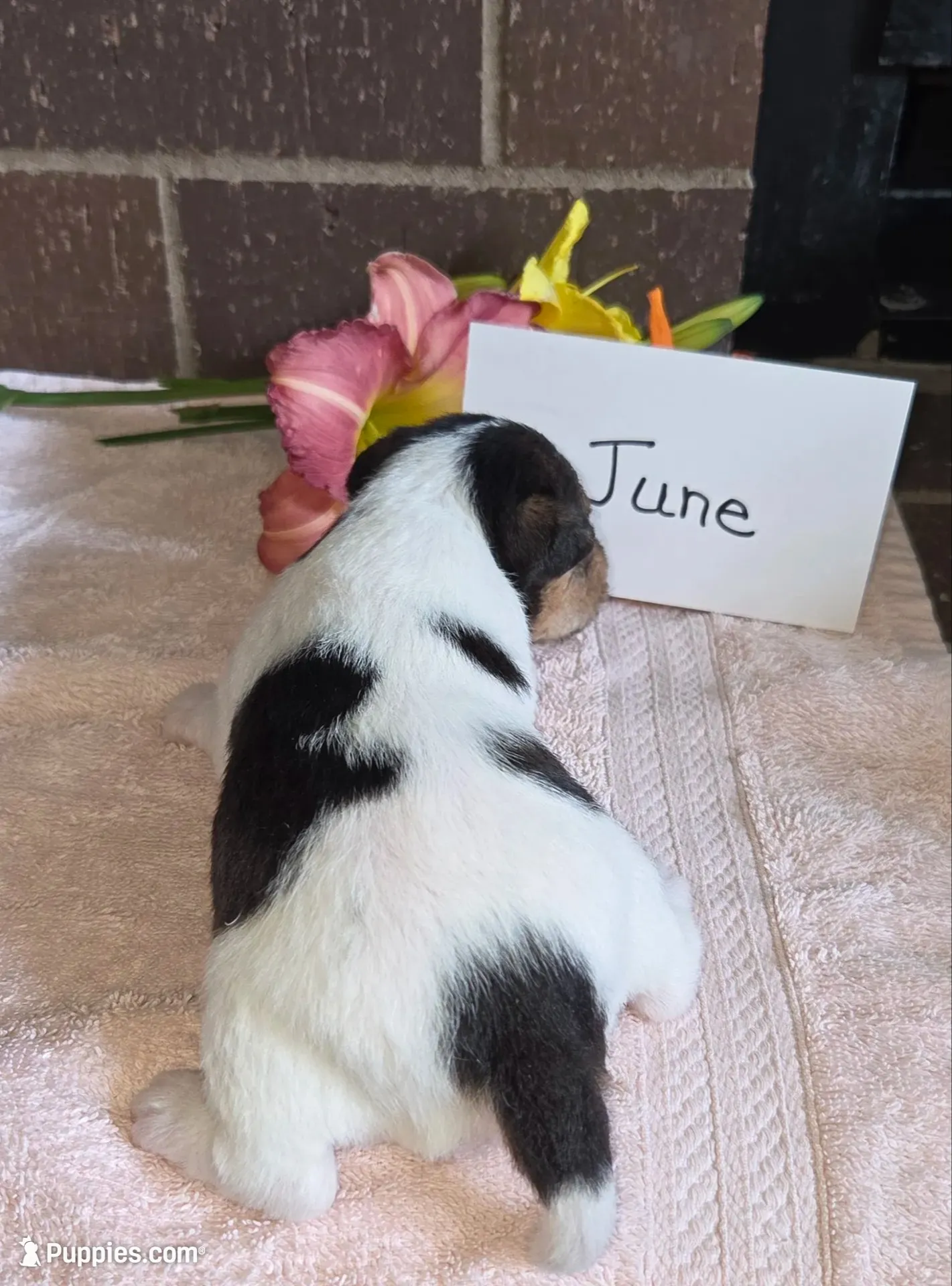 June, a female Wire Fox Terrier for sale in Bloomfield, IA – 6 of 6