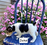 June, a female Wire Fox Terrier for sale in Bloomfield, IA – 4 of 6
