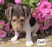 Jodi, a female Wire Fox Terrier for sale in Bloomfield, IA – 7 of 10
