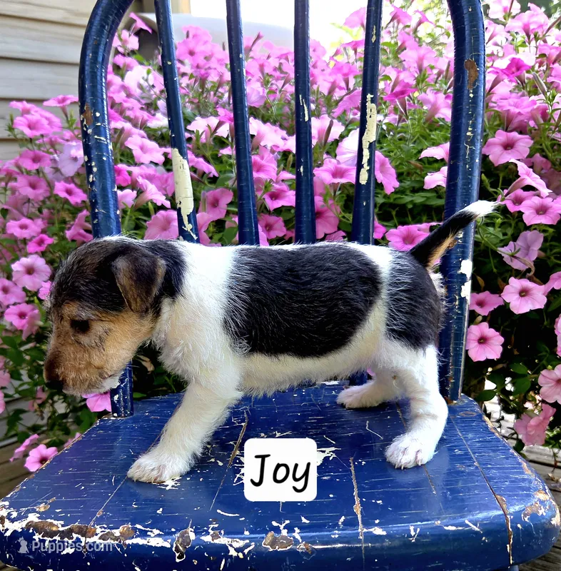 Joy – Wire Fox Terrier puppy for sale in Bloomfield, IA