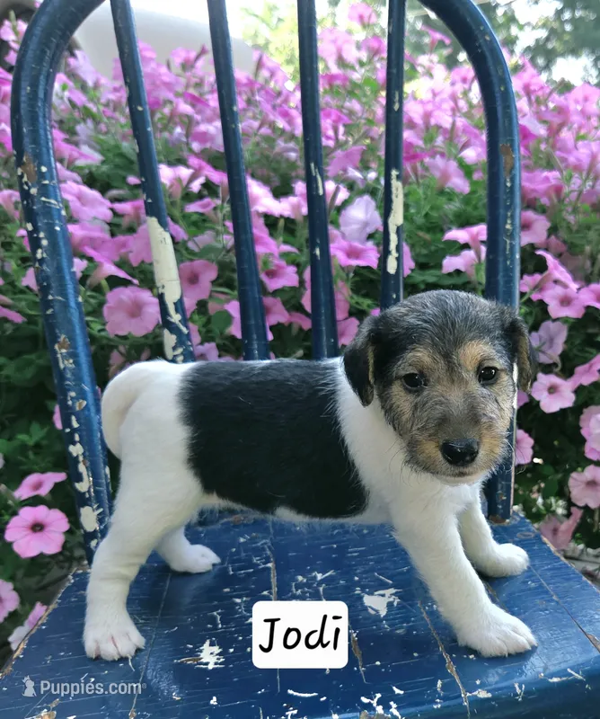 Jodi – Wire Fox Terrier puppy for sale in Bloomfield, IA