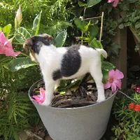 Jodi, a female Wire Fox Terrier for sale in Bloomfield, IA – 10 of 10