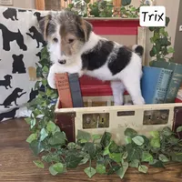 Trix, a female Wire Fox Terrier for sale in Bloomfield, IA – Photo 4 of 5