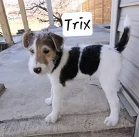Trix, a female Wire Fox Terrier for sale in Bloomfield, IA – Photo 3 of 5