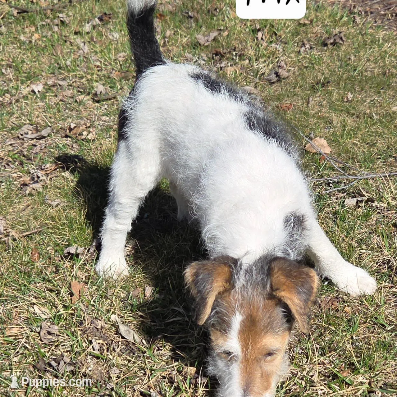 Trix, a female Wire Fox Terrier for sale in Bloomfield, IA – Photo 2 of 5