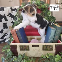 Trix, a female Wire Fox Terrier for sale in Bloomfield, IA – Photo 5 of 5