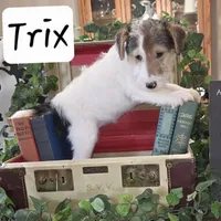 Trix, a female Wire Fox Terrier for sale in Bloomfield, IA – Photo 1 of 5