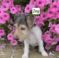Joy, a female Wire Fox Terrier for sale in Bloomfield, IA – 2 of 10